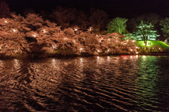 高田の夜桜