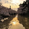 濠桜