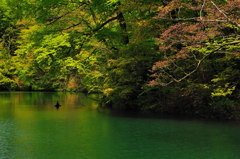 緑湛えて