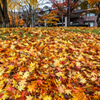 落葉こんもり