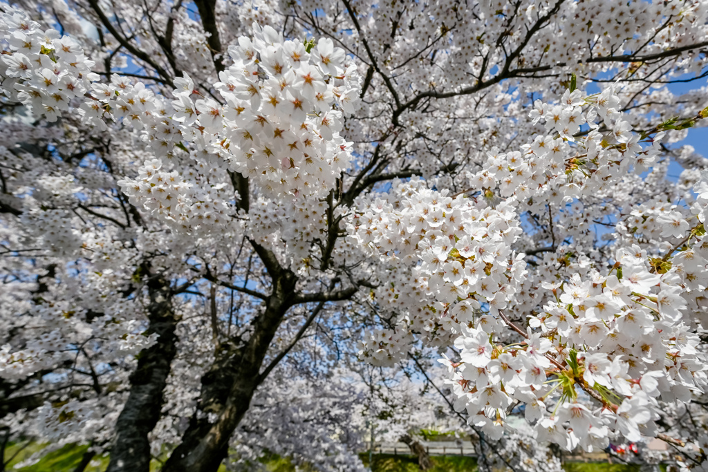 たわたわに