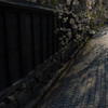 枝垂れの道