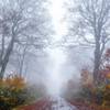秋霧の道