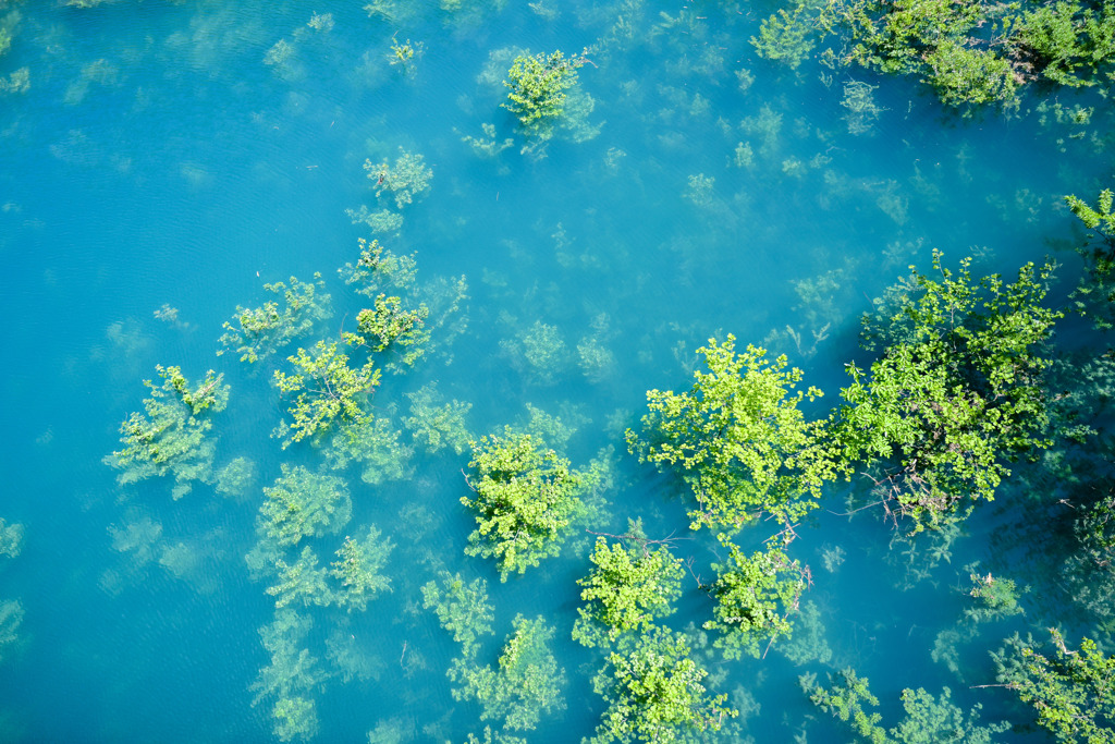 湖中の森