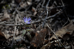 野の花