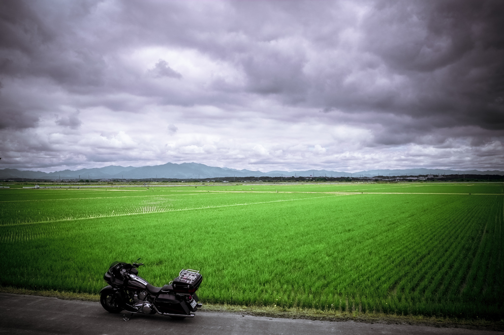 梅雨の緑