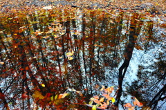 池の中の秋