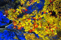 紅黄葉