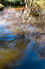 桜雲鏡