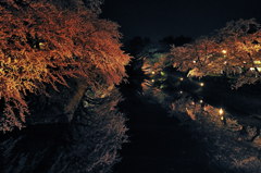 夜桜酔鏡