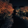 夜桜酔鏡