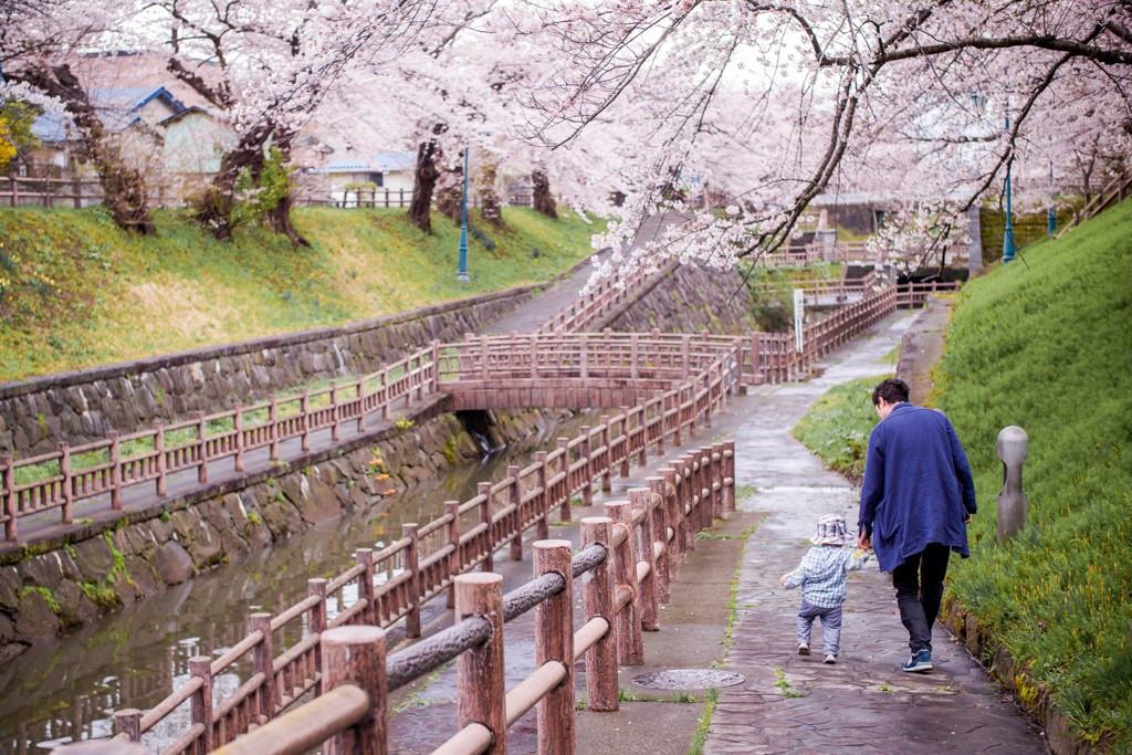 よちよち初桜