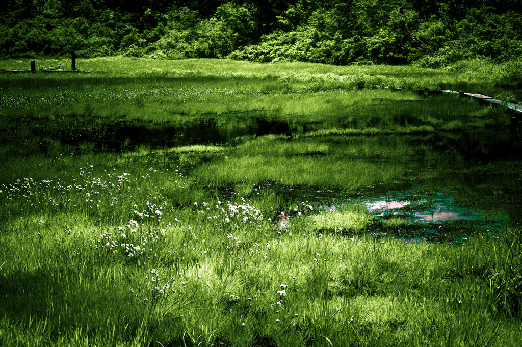 夏草薫る