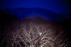 夜の森