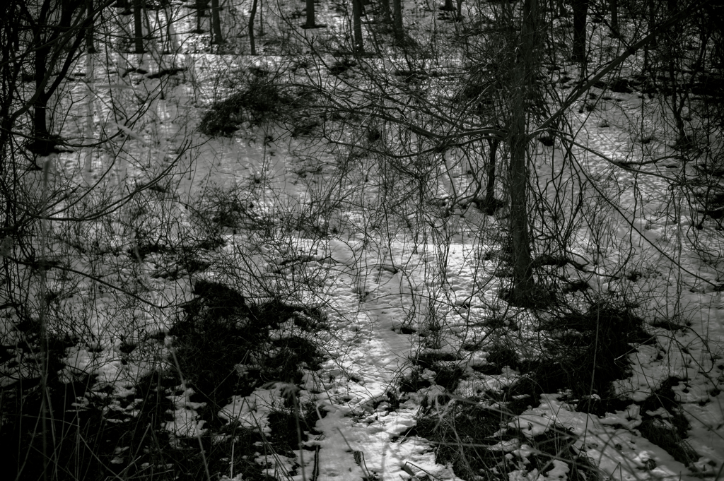 木漏れ日が優しい