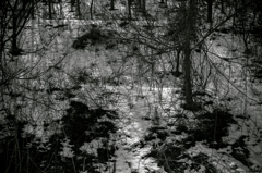 木漏れ日が優しい