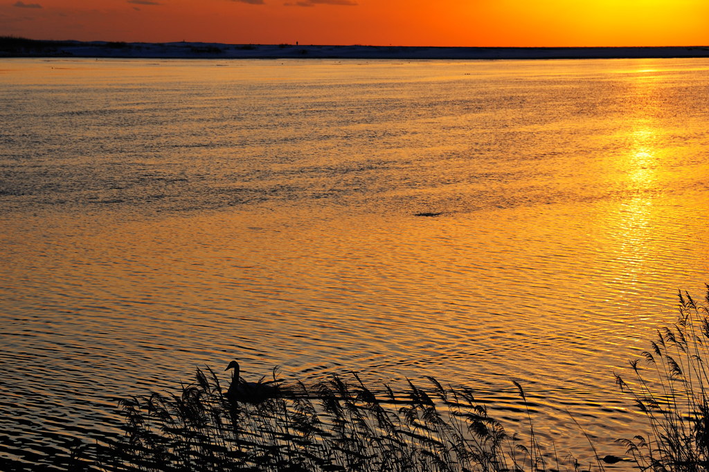 黄金色のゆらめき