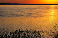 黄金色のゆらめき