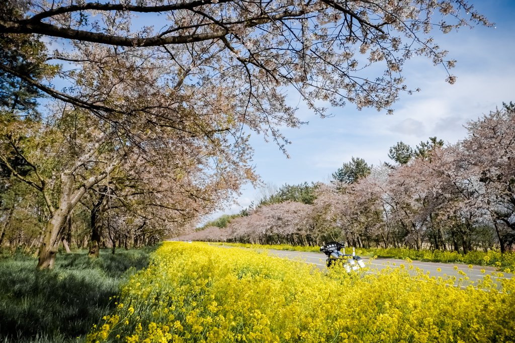 2016菜の花ロード