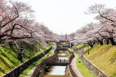 桜花爛漫