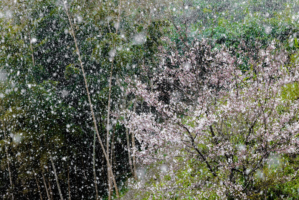 桜なごり雪