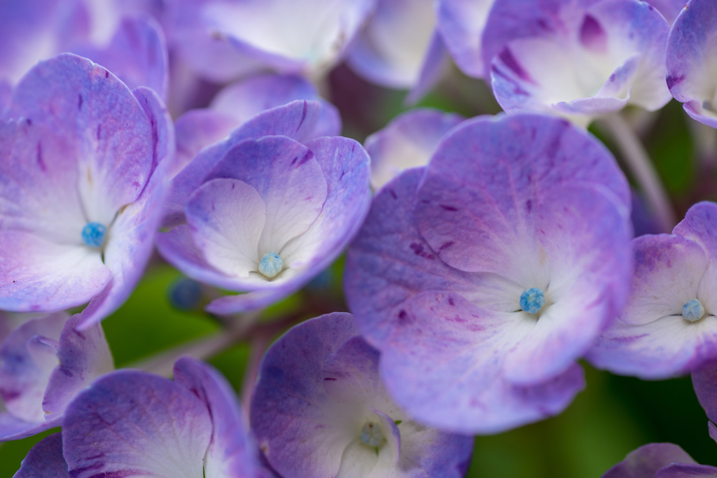 紫陽花・藤紫色