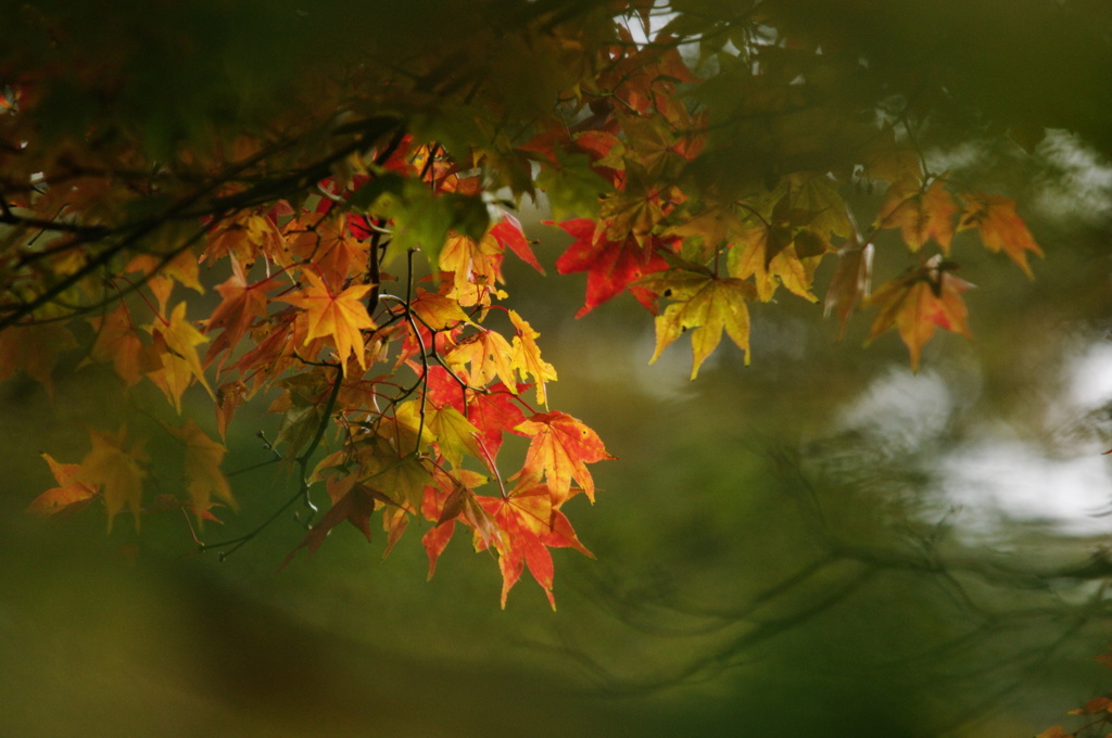 紅葉