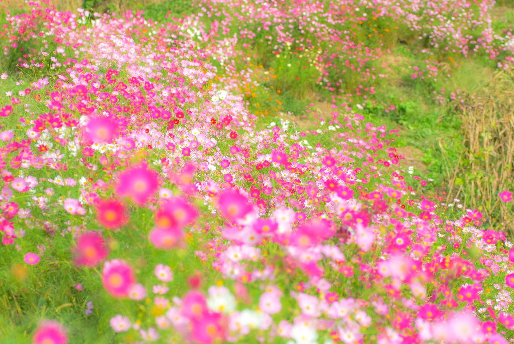 Cosmos