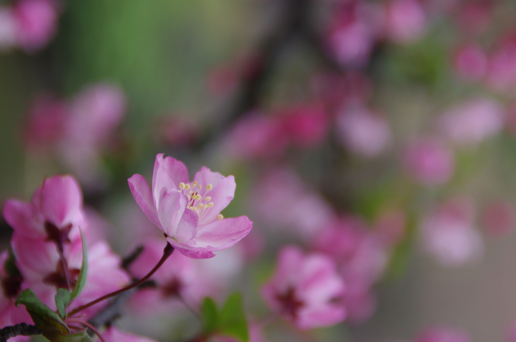 SAKURA