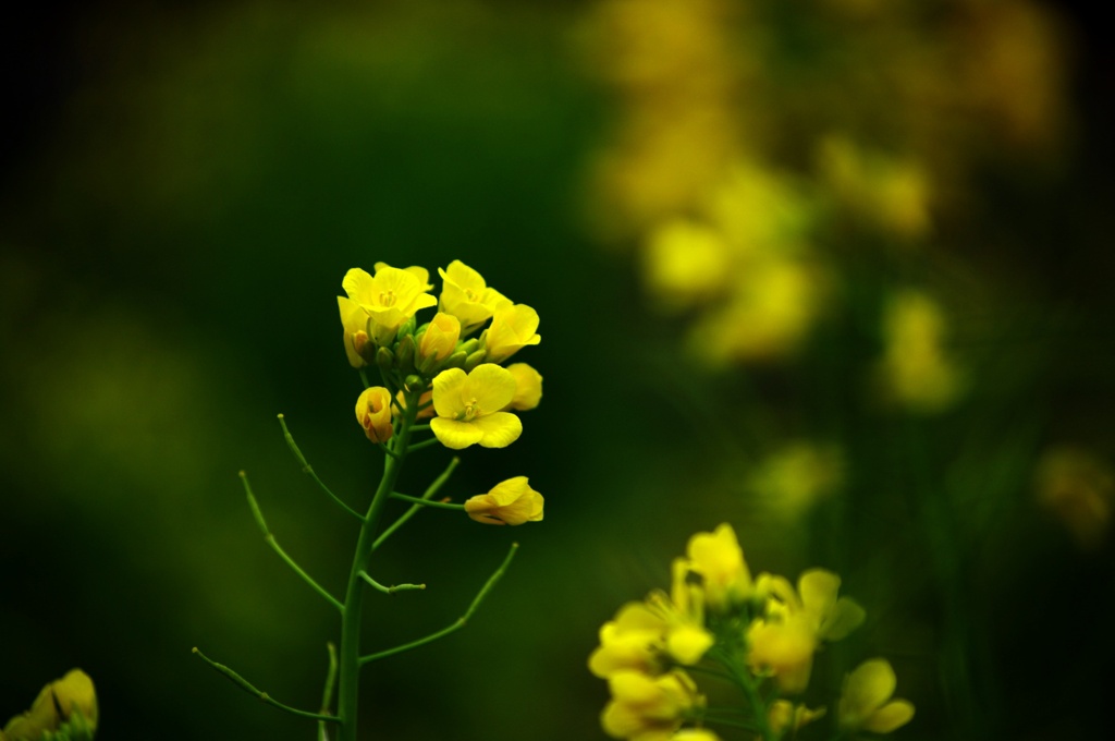 rape blossoms