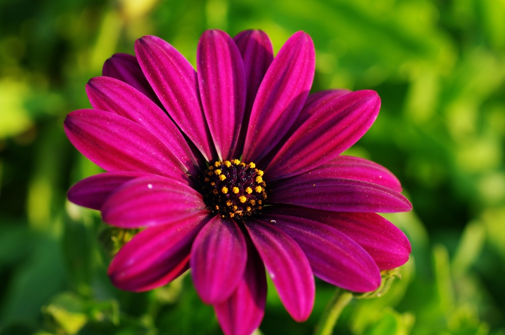 ベルベットのよう