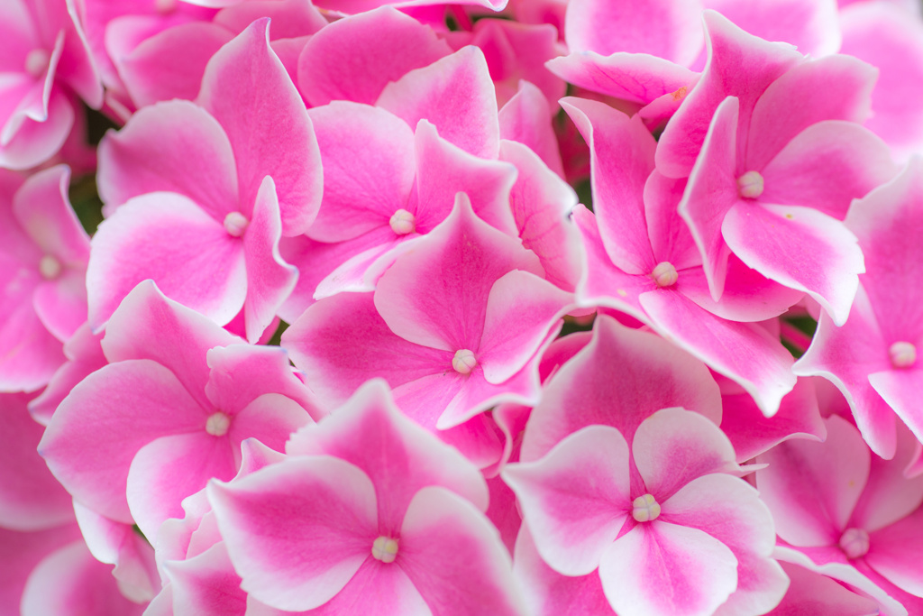 紫陽花・躑躅色