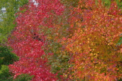 秋のグラデーション