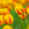 Primary Color 