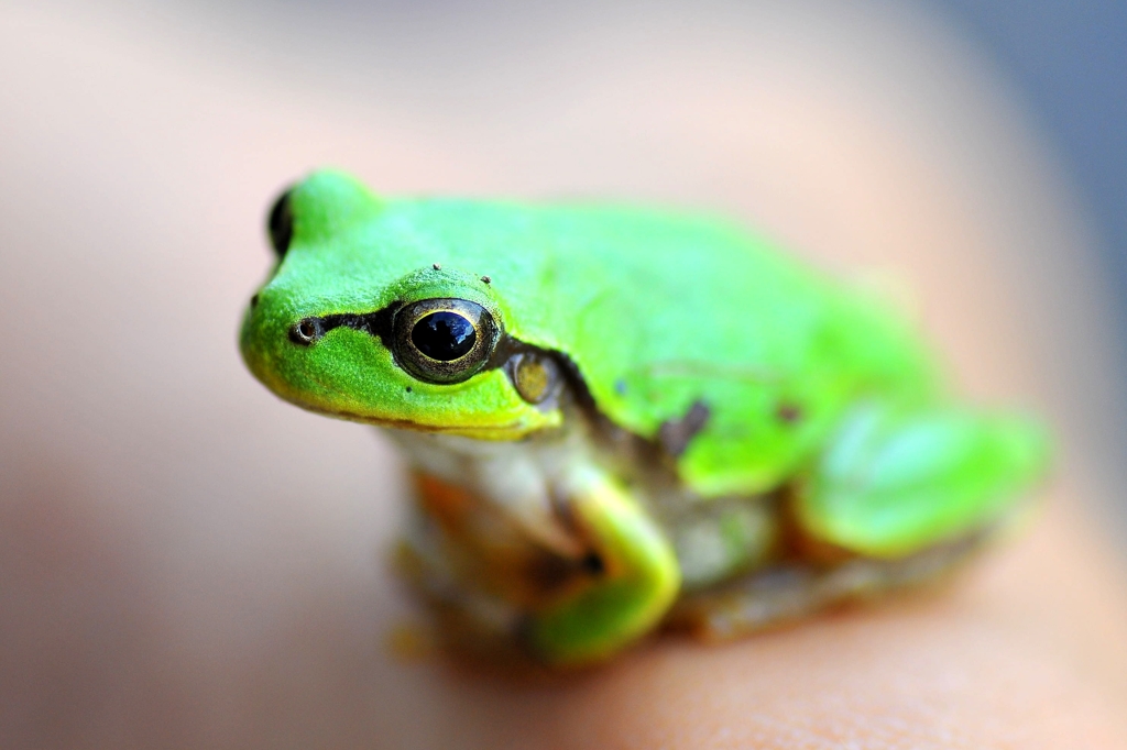 Ｍｒ．Ｇｒｅｅｎ