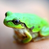 Ｍｒ．Ｇｒｅｅｎ