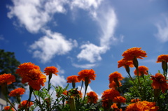 陽光を浴びて。