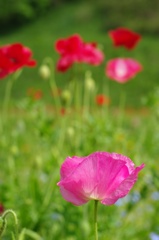 ポピー