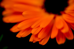 Gerbera