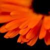 Gerbera