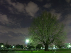 夜の公園