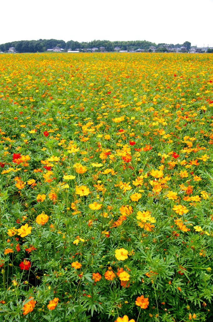 キバナコスモス