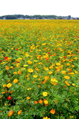 キバナコスモス