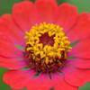 flower2