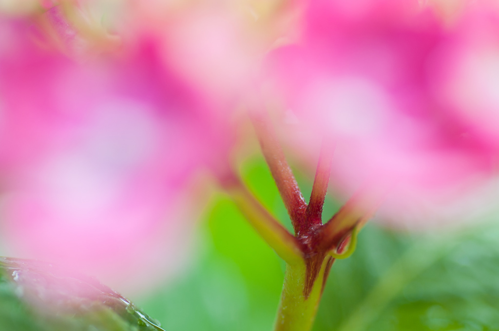 Branch