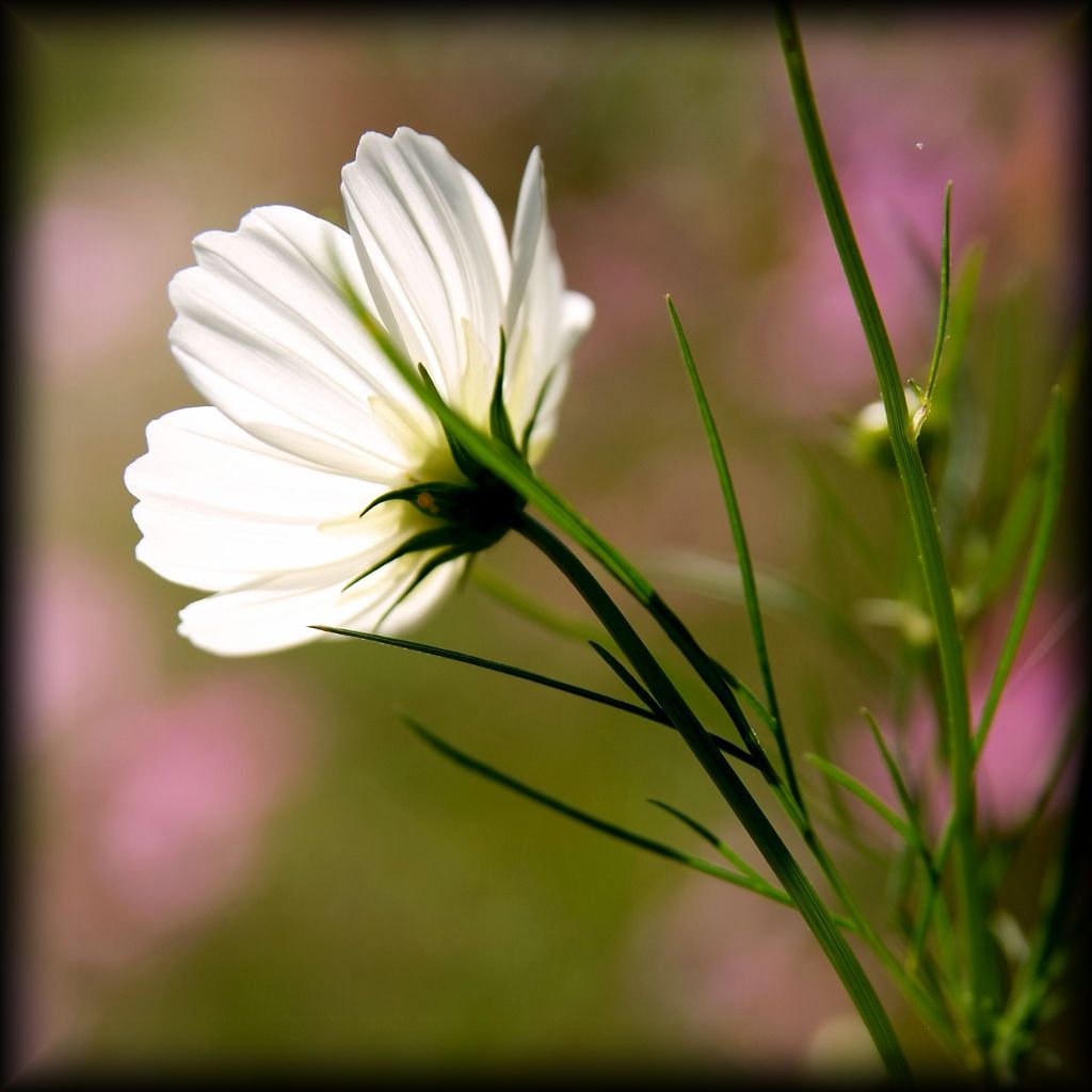 秋桜