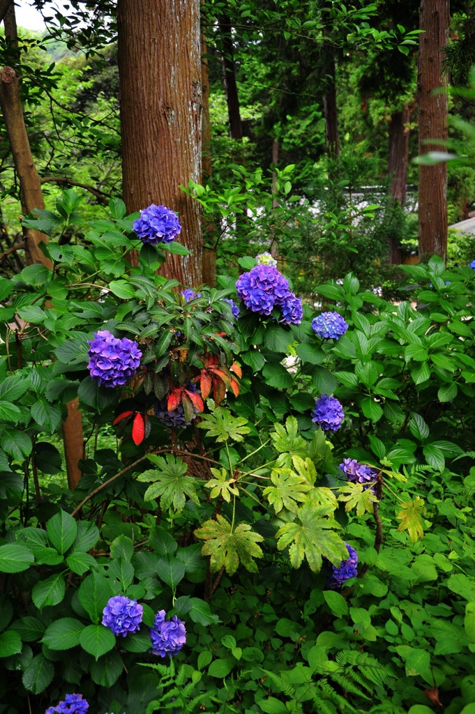 紫陽花