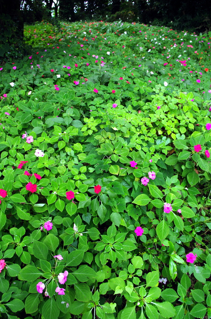 小さな花たちの楽園