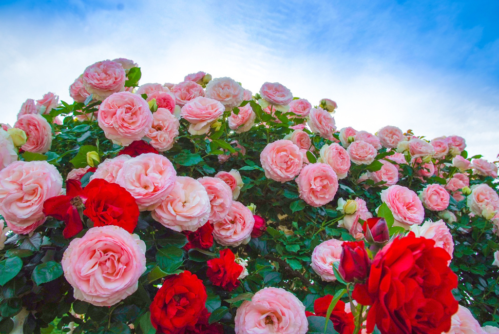 Rose Rose Rose