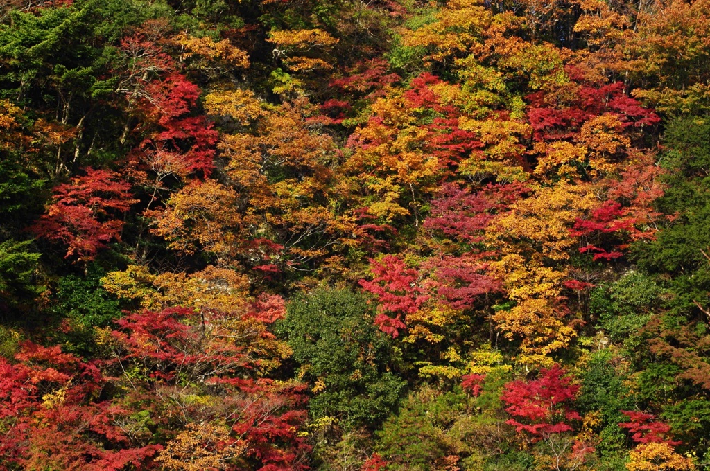 Ｃｏｌｏｒ Ｐａｌｌｅｔ